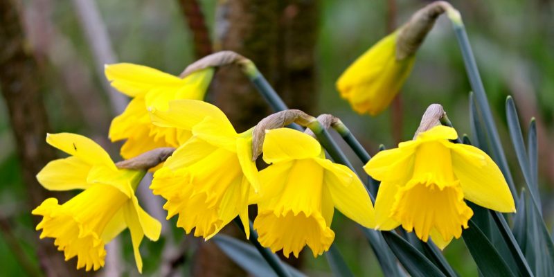 daffodils-4051630_1920
