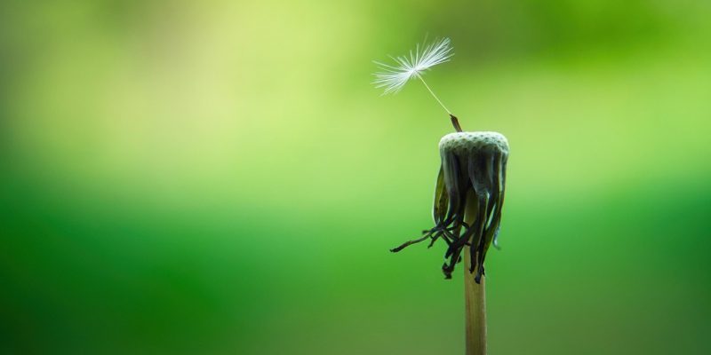 dandelion-5178095_1280